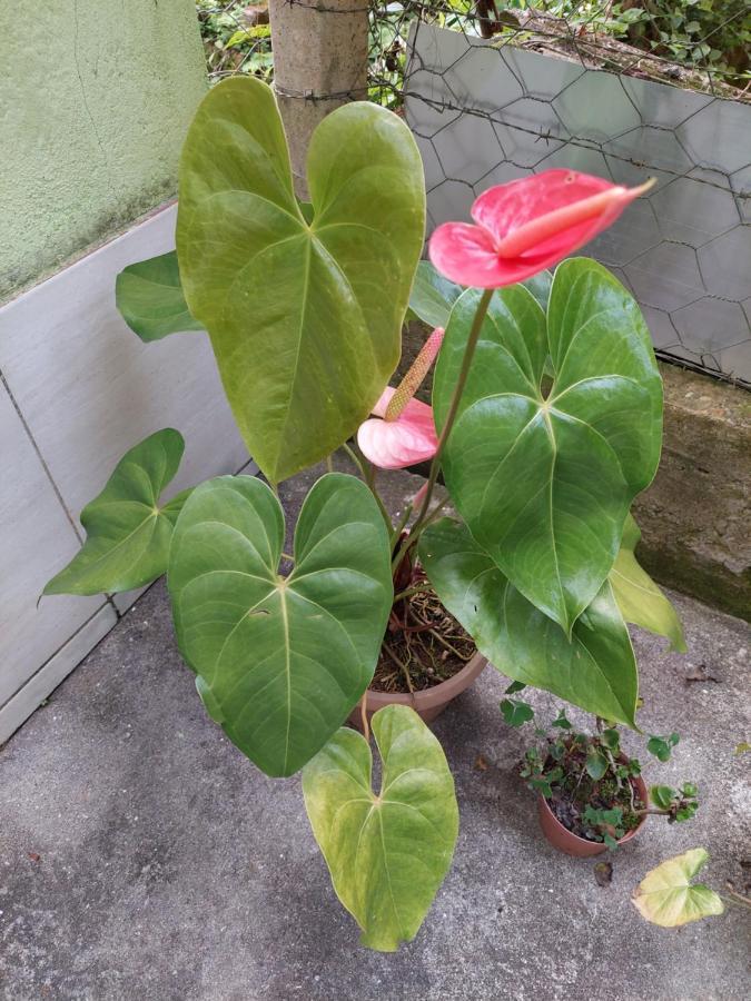 Casa Canto Verde Visconde De Mauá Buitenkant foto